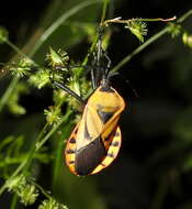 صورة Brachytes bicolor Westwood 1842