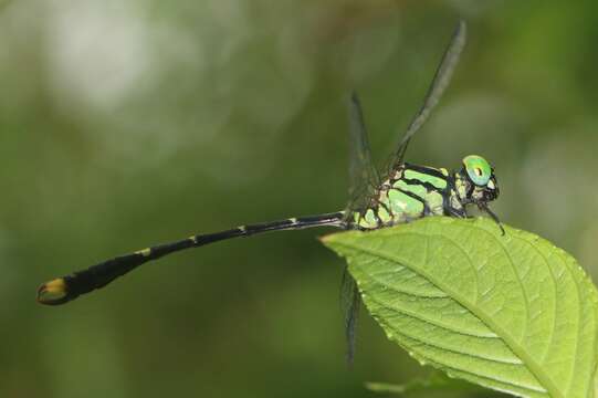 صورة Nepogomphus modestus (Selys 1878)