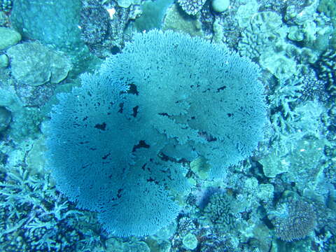 Image of Table coral