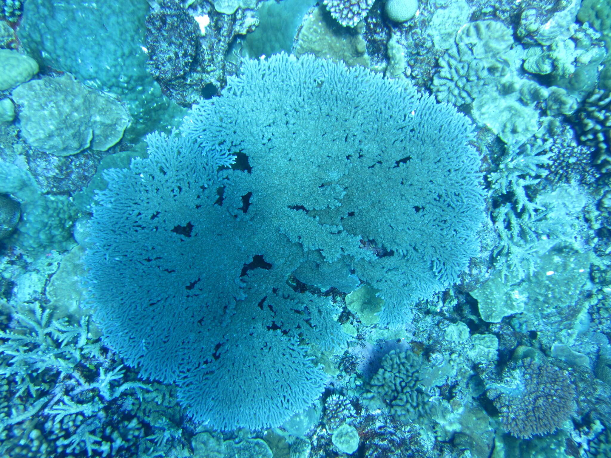 Image of Table coral