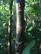 Image of Black birch