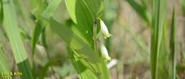 Polygonatum odoratum var. pluriflorum (Miq.) Ohwi的圖片