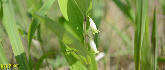 Polygonatum odoratum var. pluriflorum (Miq.) Ohwi resmi