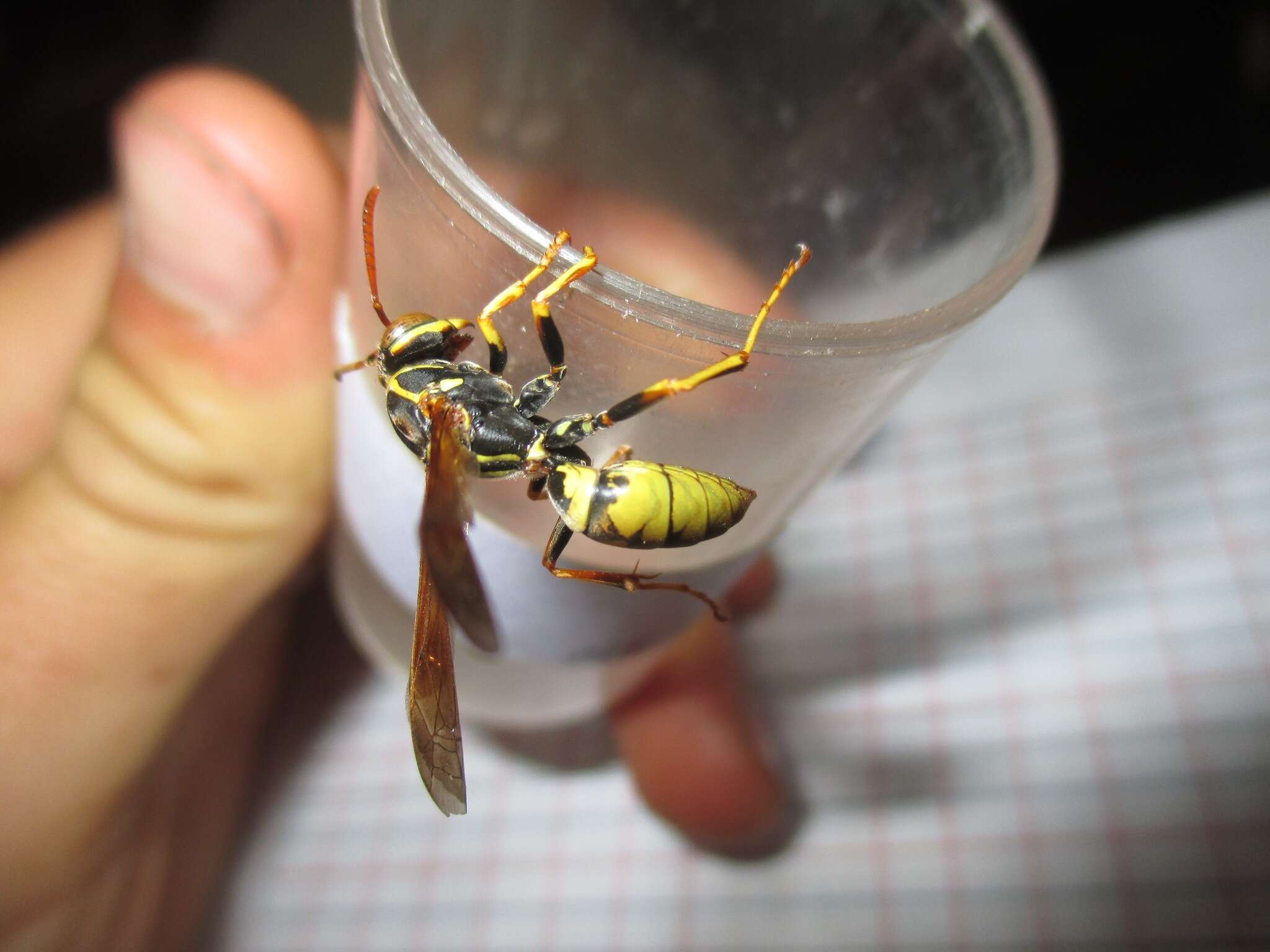 Image of Wasp