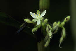 Image of Stanfieldiella imperforata (C. B. Clarke) Brenan