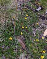 Image of Goodenia hederacea subsp. alpestris (K. Krause) R. Carolin