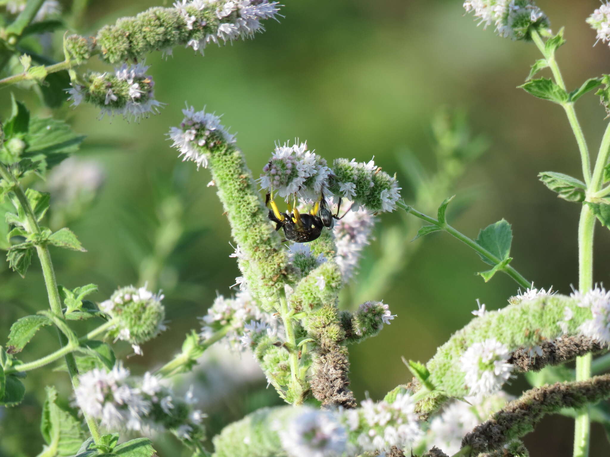 Image of Horse Guard Wasp