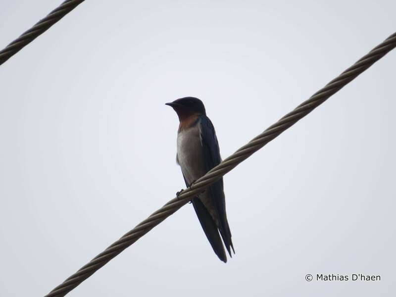 Image of Angola Swallow