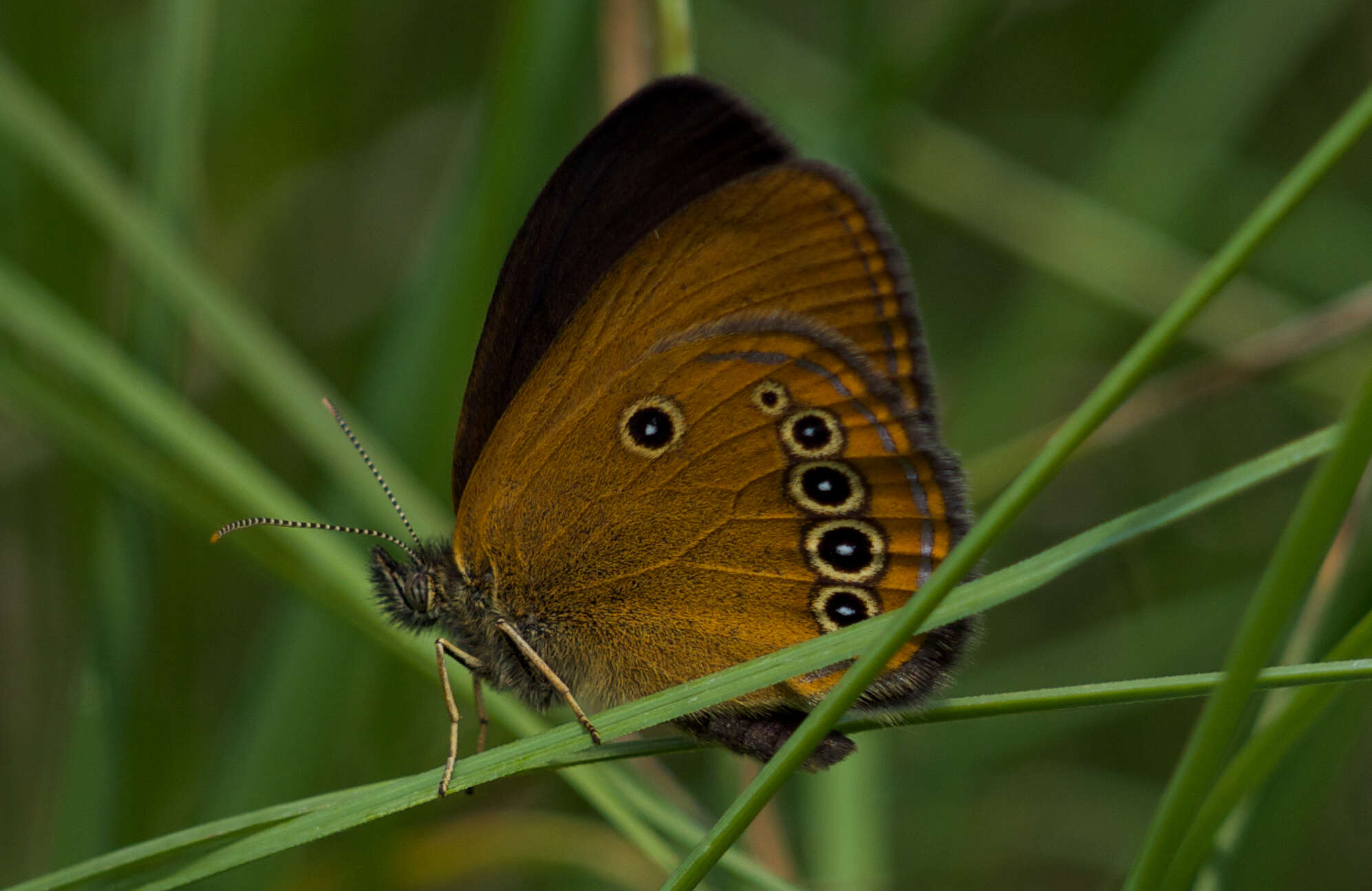 Image of False Ringlet