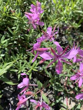 Image de Epilobium colchicum Albov