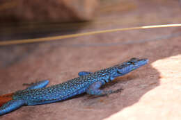 Image of Transvaal Flat Lizard