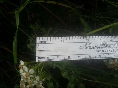 Image of foothill needlegrass