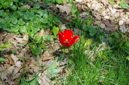 Image of Didier's tulip