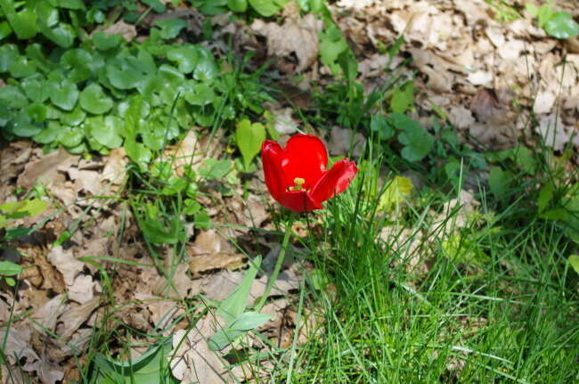 Plancia ëd Tulipa gesneriana L.