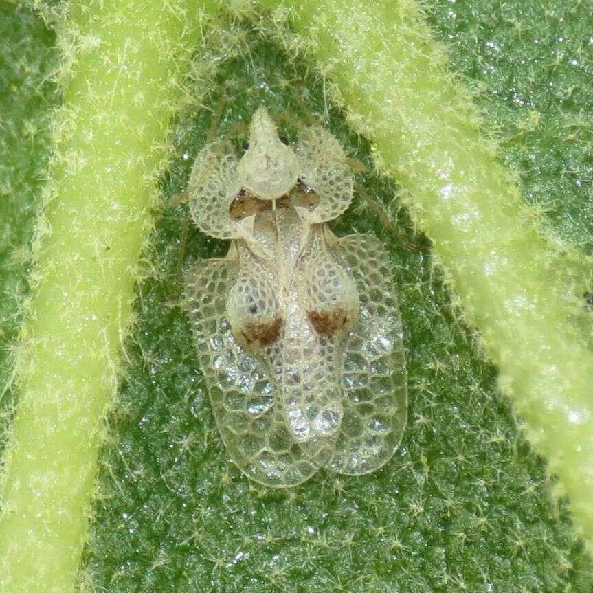 Image of Sycamore Lace Bug