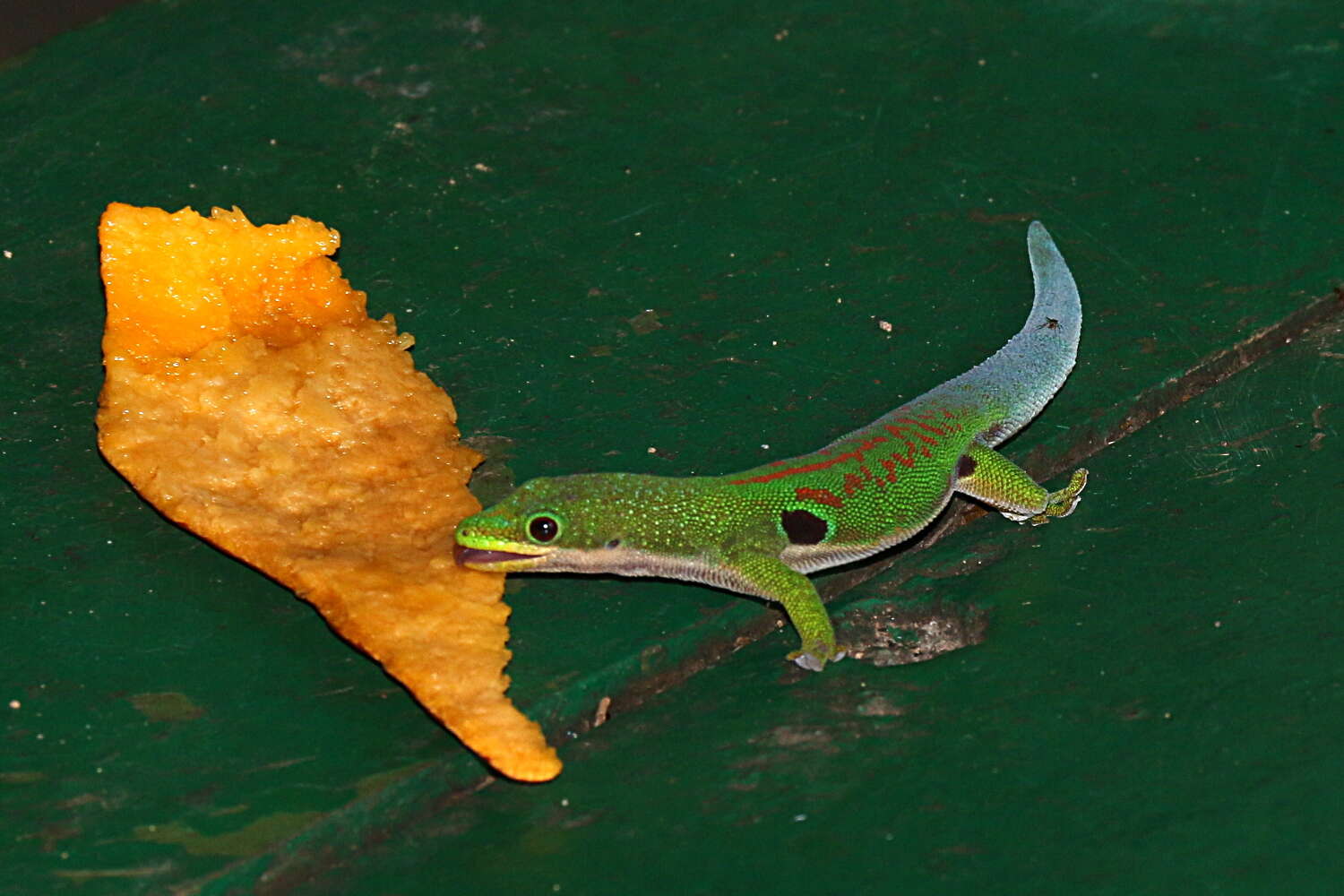 Слика од Phelsuma quadriocellata Peters 1883