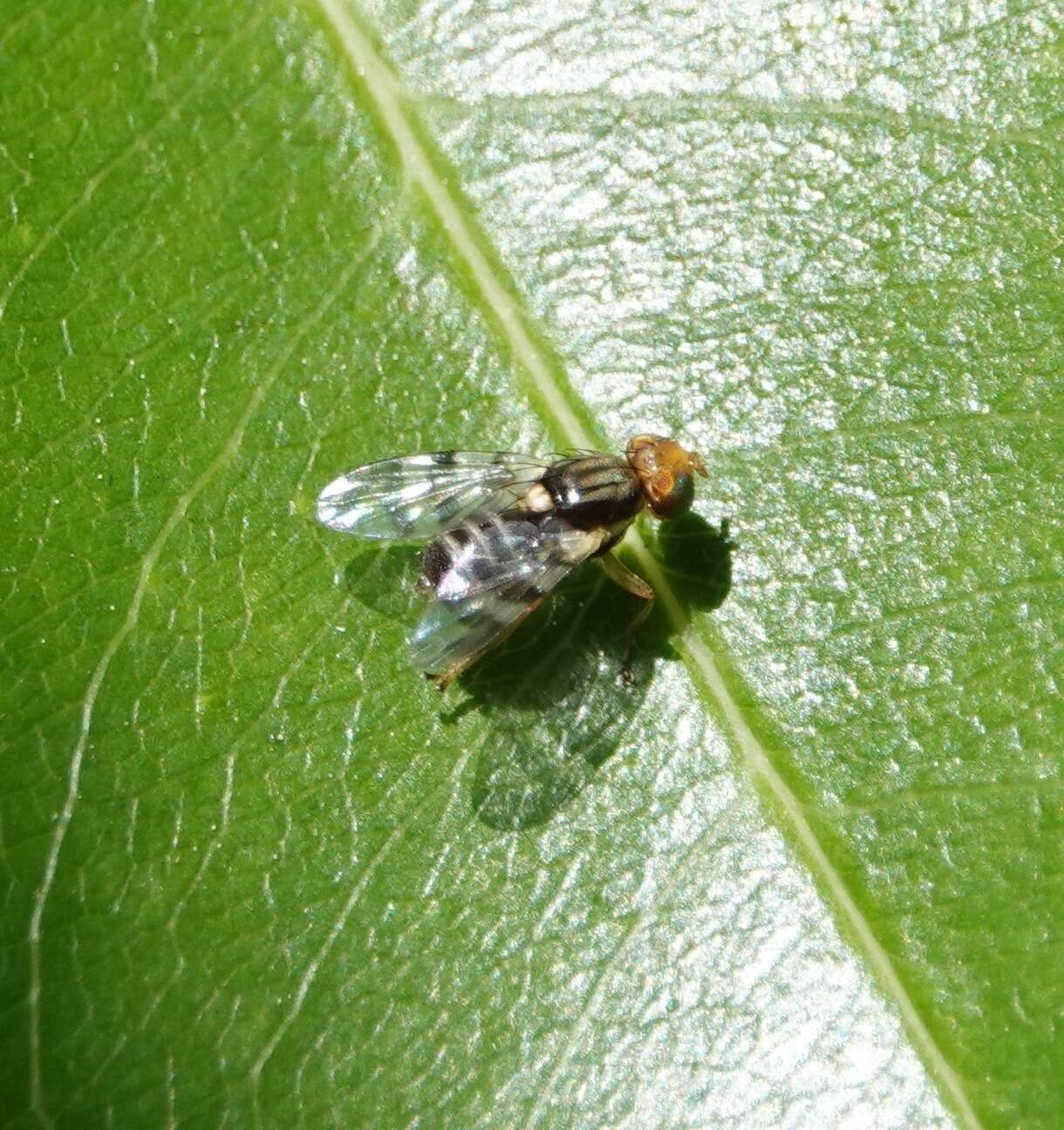 Image of cherry fruit fly