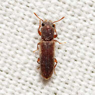 Image of Velvety Powderpost Beetle