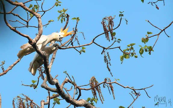 Cacatua sulphurea citrinocristata (Fraser 1844) resmi