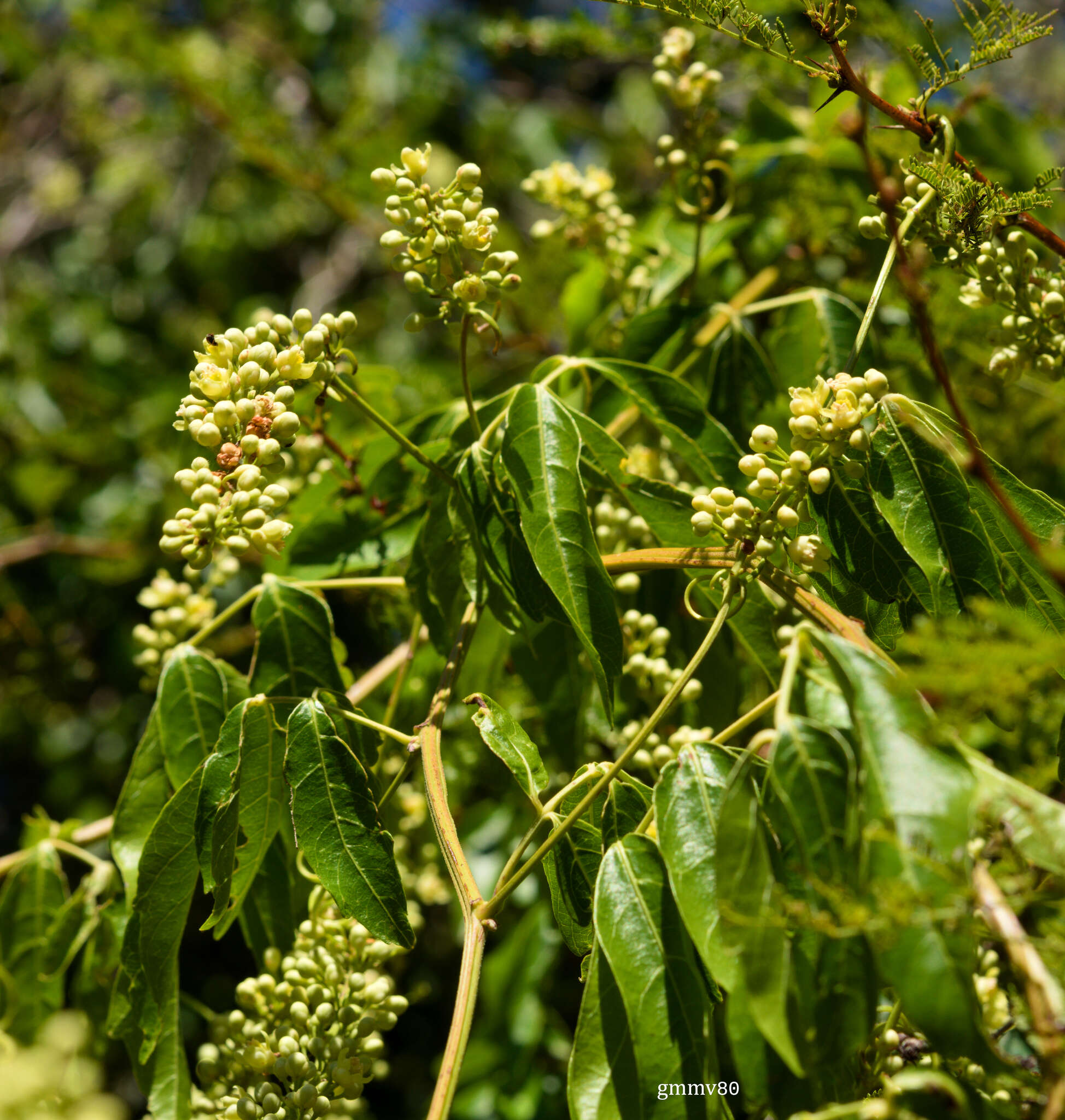 Imagem de Paullinia elegans Cambess.