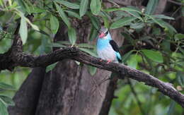 Image of Blue-breasted Kingfisher