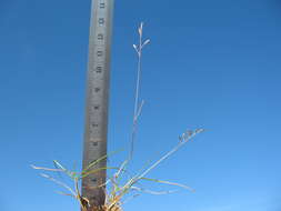 Image of Rytidosperma australe (Petrie) Connor & Edgar