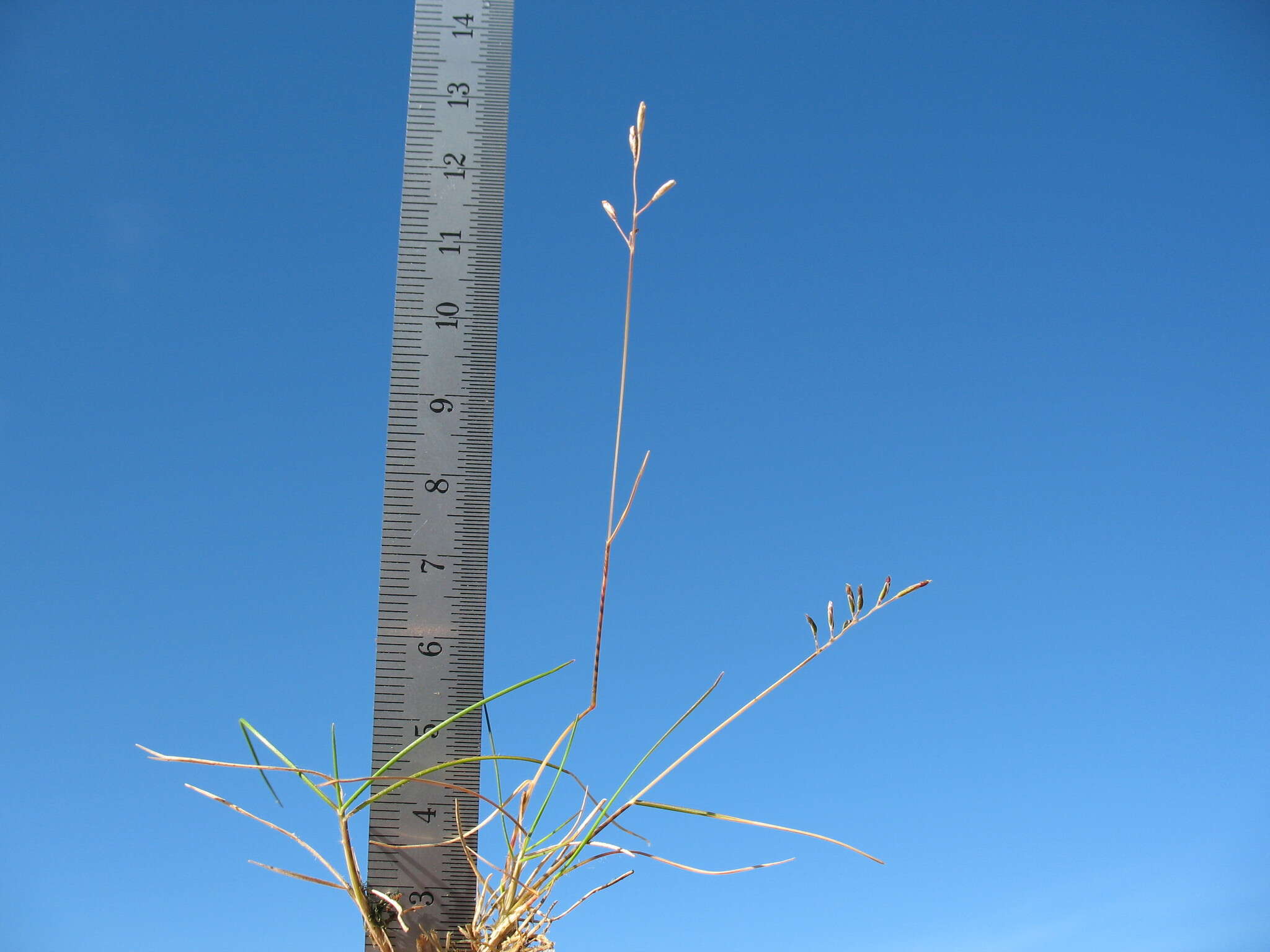 Image of Rytidosperma australe (Petrie) Connor & Edgar