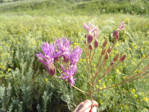 Image of Jurinea multiflora (L.) B. Fedtsch.