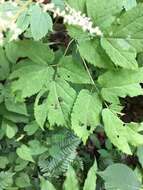 Image of Appalachian False Goat's-Beard