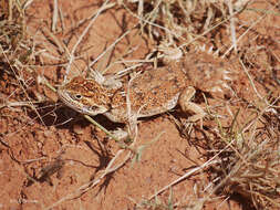 Imagem de Xenagama taylori (Parker 1935)