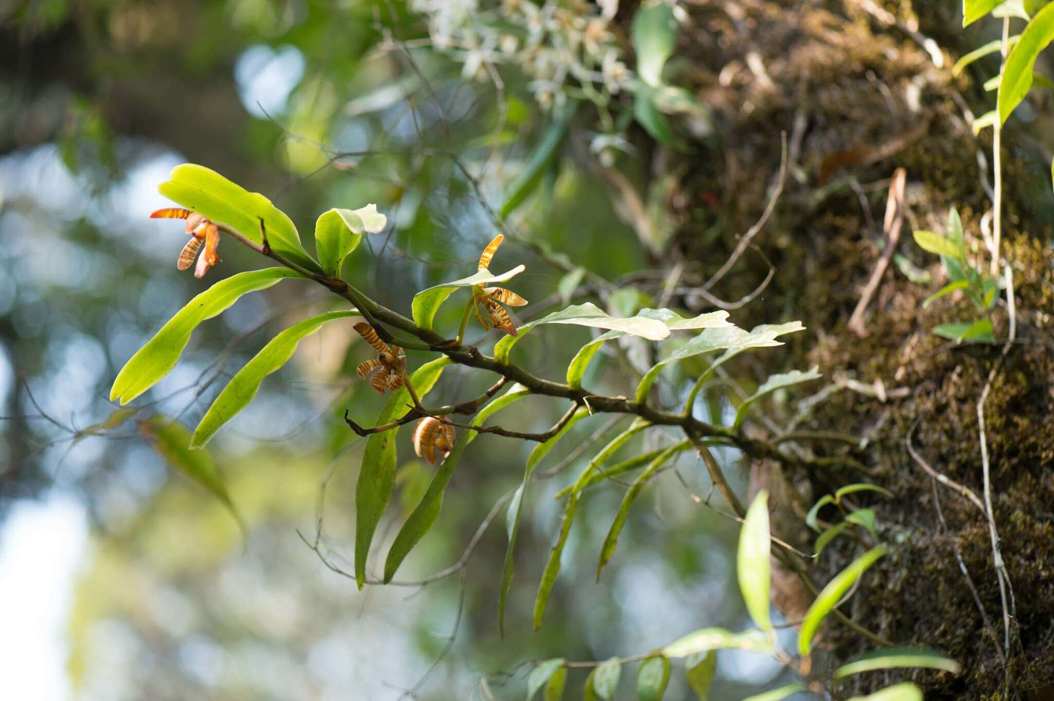 Imagem de Arachnis clarkei (Rchb. fil.) J. J. Sm.