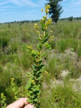 Image de Lespedeza hirta (L.) Hornem.