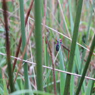 Image of Paracatua decastroi Beltrán, Vargas-R. & Freytag 2012