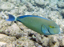 Image of Blue-banded Pualu