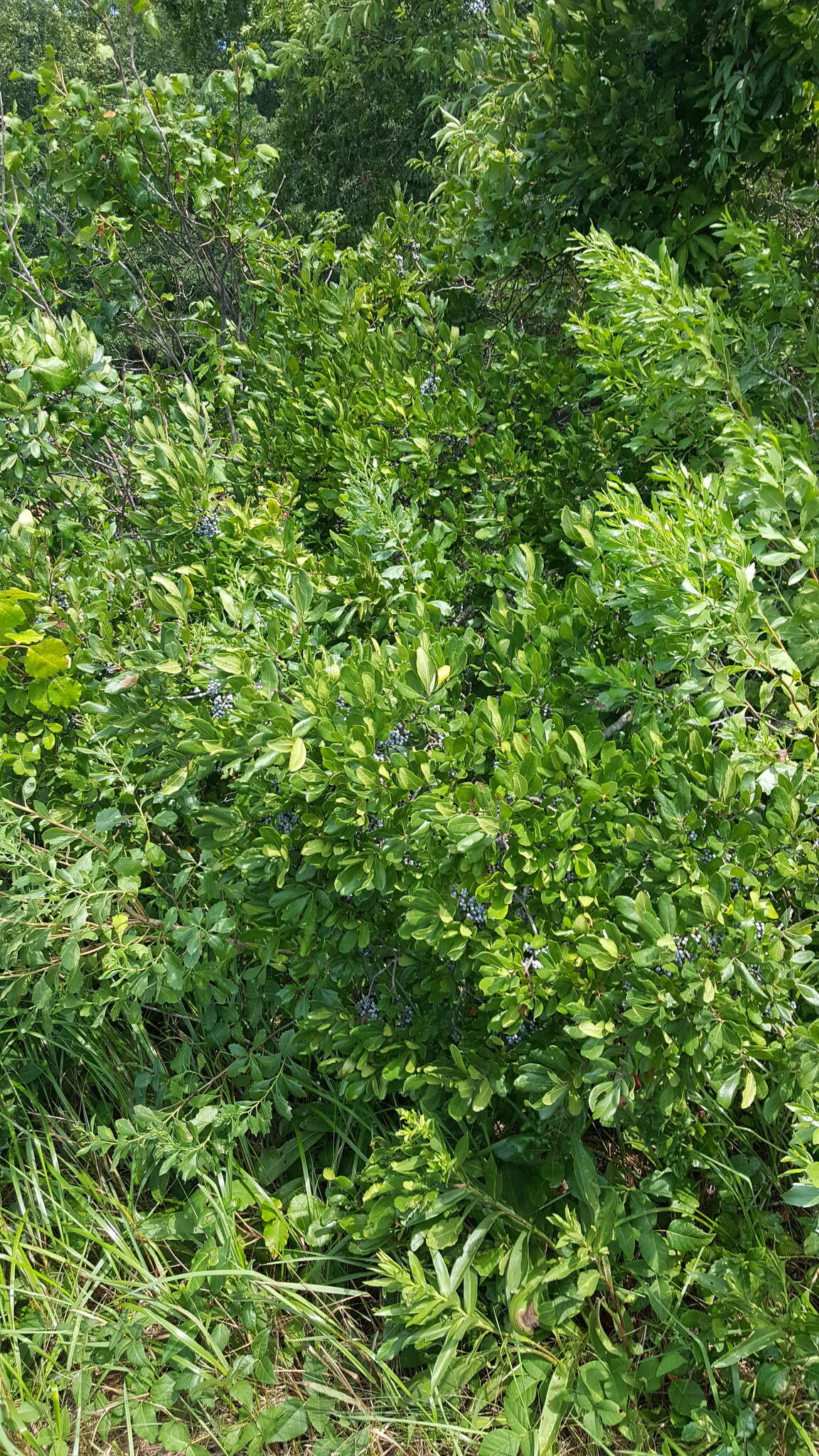 Image of Northern Bayberry