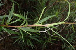 Image of <i>Senecio <i>linearifolius</i></i> var. linearifolius