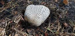 Imagem de Lycoperdon subcretaceum (Zeller) Jeppson & E. Larss. 2010