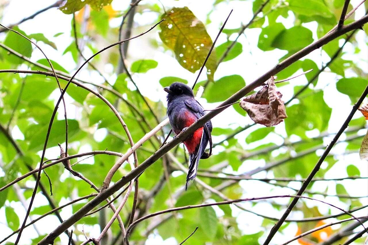 Trogon surrucura Vieillot 1817 resmi