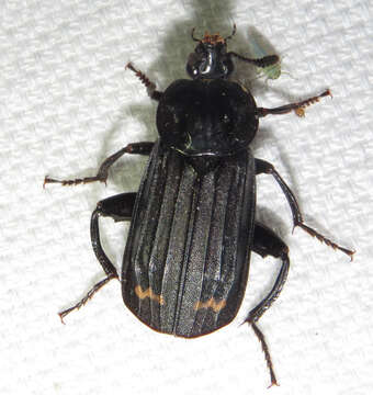 Image of Red-lined Carrion Beetle