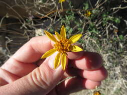 صورة Bahiopsis parishii (Greene) E. E. Schilling & Panero