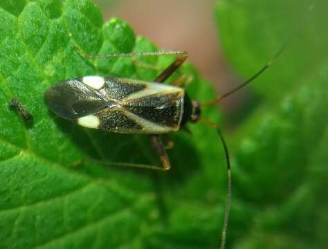 Image of Adelphocoris reicheli (Fieber 1836)