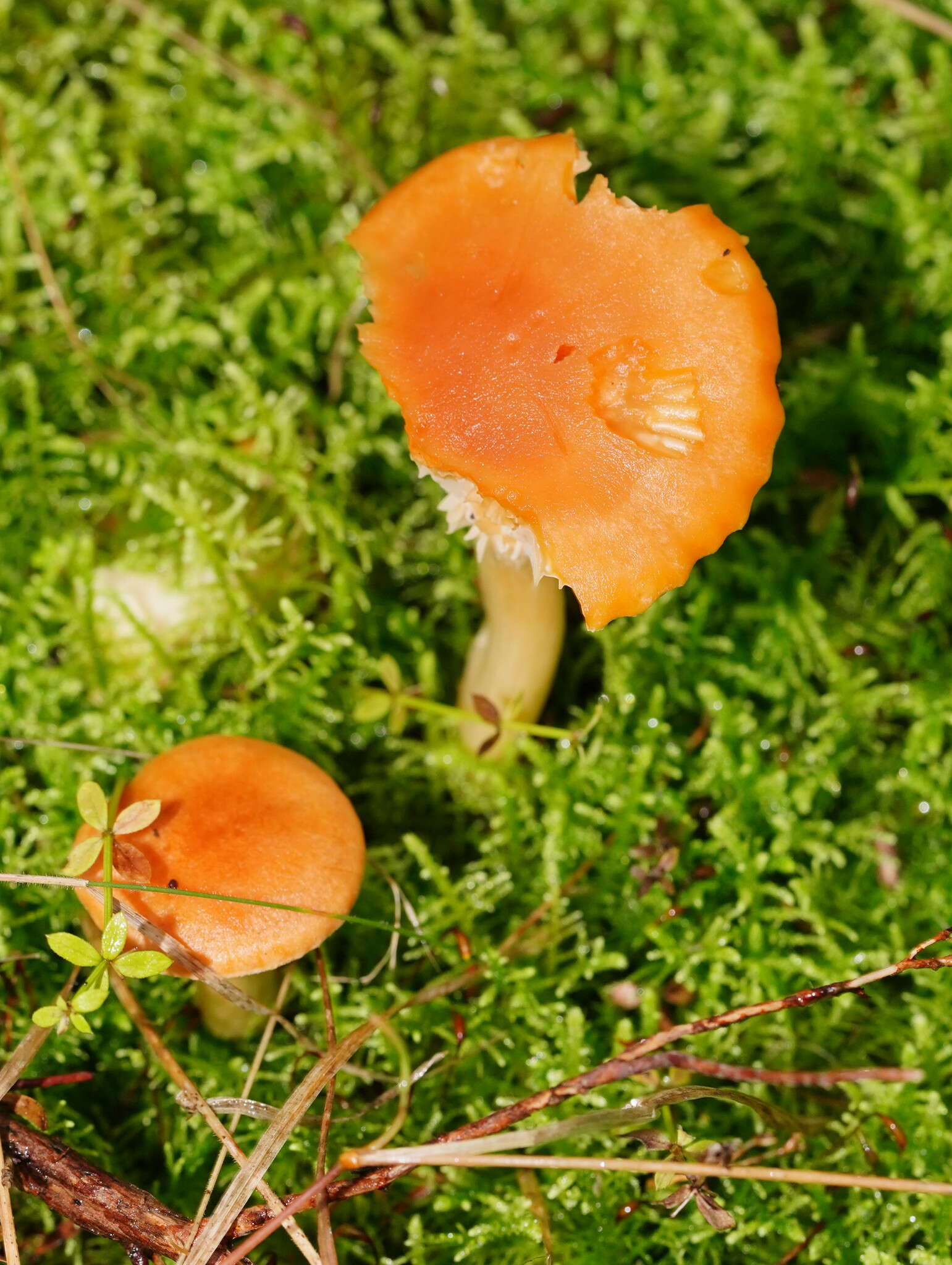 Слика од Hygrocybe austropratensis A. M. Young 1999