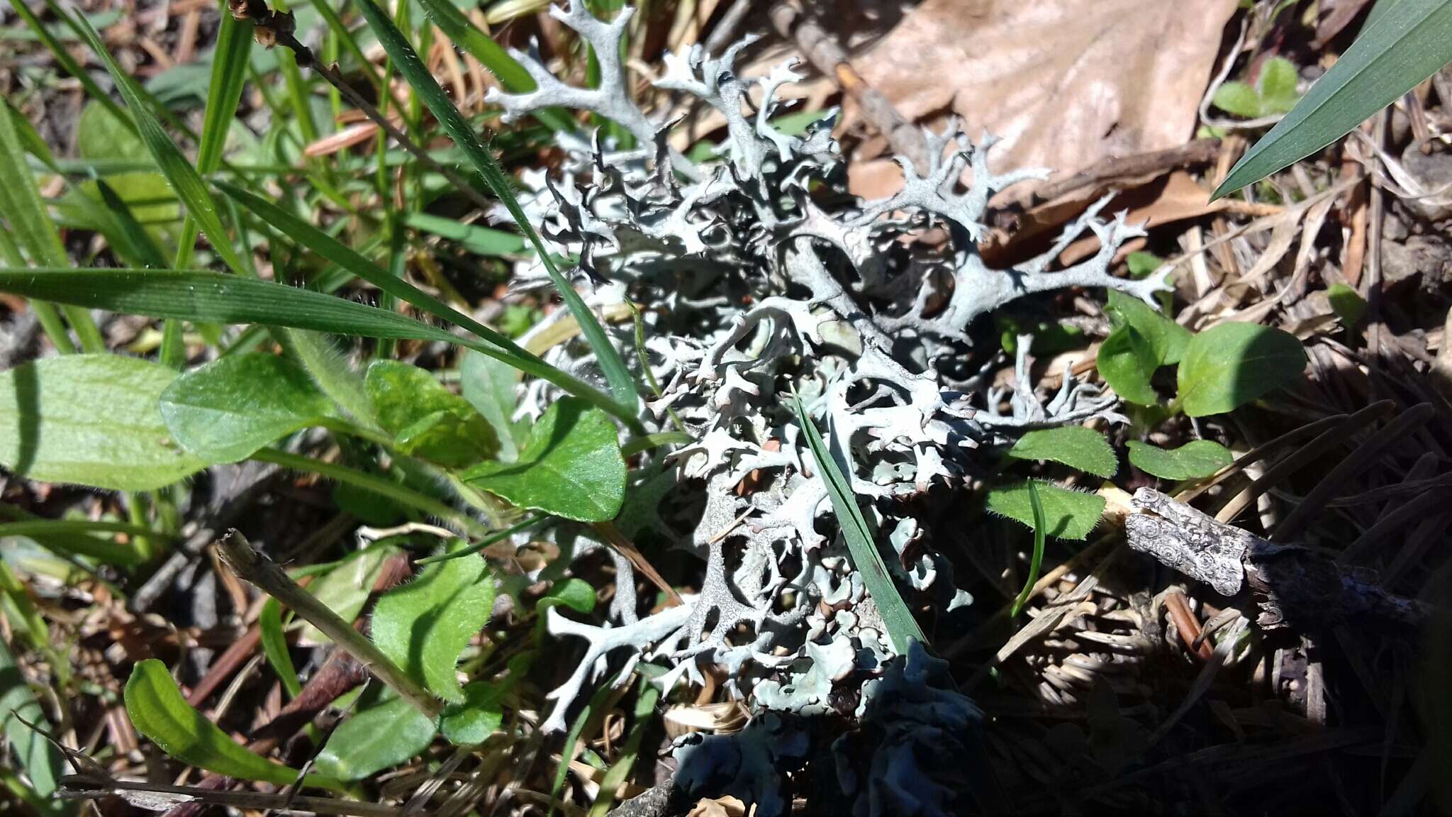 Image of light and dark lichen