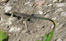 Image of Sharp-snouted Rock Lizard