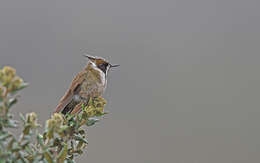 Image of Bearded Helmetcrest