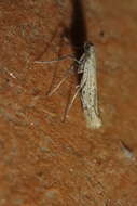 صورة Aspilapteryx tringipennella (Zeller 1839)