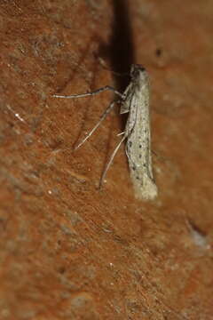 Слика од Aspilapteryx tringipennella (Zeller 1839)