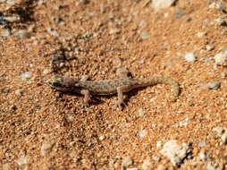 Image de Pachydactylus punctatus Peters 1854