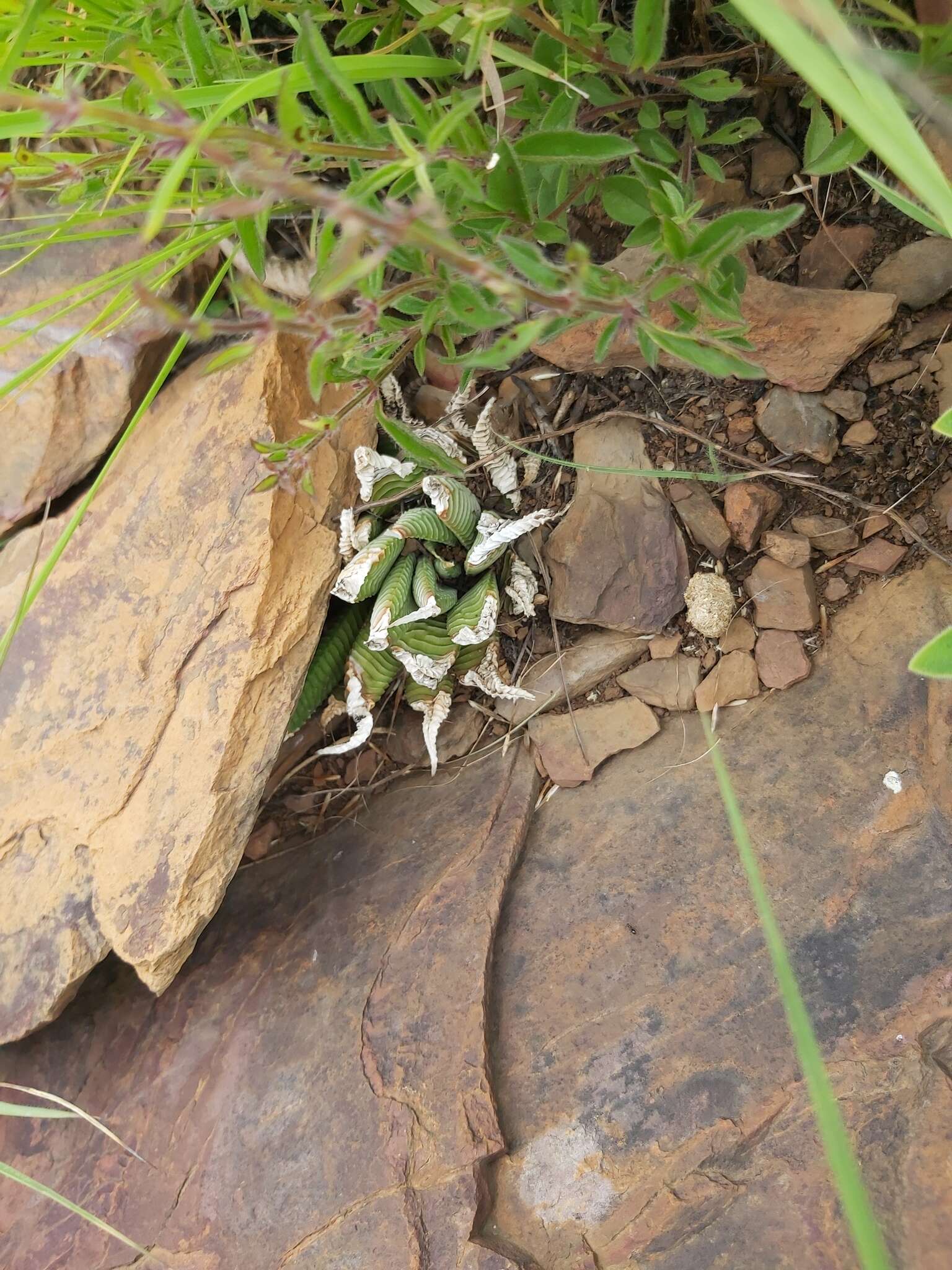 Image of Haworthiopsis limifolia (Marloth) G. D. Rowley