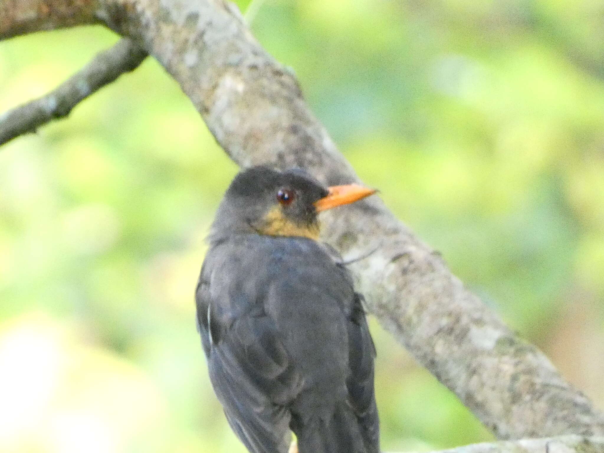 Plancia ëd Turdus aurantius Gmelin & JF 1789